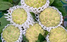 Những loại quả tuy tốt cho sức khỏe nhưng hạt lại chứa độc tố, khi ăn phải cẩn thận kẻo “rước bệnh vào thân”