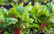 Việt Nam có loại rau nhiều sắt hơn thịt bò, Mỹ đánh giá tốt bậc nhất thế giới: Bổ tim, ngừa ung thư