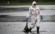 Thế giới có thể đối mặt 1 đại dịch mới từ chủng gia cầm bị bỏ qua này