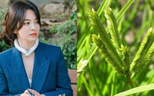 Việt Nam có 1 loại lá chống rụng tóc, kích thích mọc tóc con rất tốt: Tận dụng có thể trị được nhiều căn bệnh quen thuộc hiệu quả