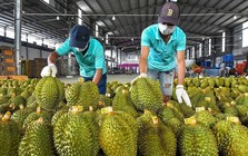 Sầu riêng 'vấp ngã' khiến xuất khẩu rau quả lao dốc