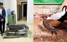Từ vụ án 6 năm tù vì nuôi gà lôi trắng: Cục Kiểm lâm hướng dẫn cách làm đúng luật để không vướng vòng lao lý