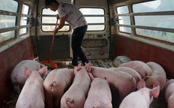 Hậu tả lợn châu Phi, nông dân Trung Quốc lại khốn đốn vì giá đậu tương