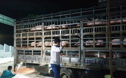 Lô lợn giống đầu tiên nhập khẩu từ Thái Lan đã về đến Việt Nam
