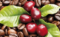 Dự báo đầu tư vào cà phê đến cuối năm sẽ sinh lời, đường và cacao nguy cơ lỗ