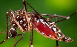 Campuchia: Hơn 1.000 người mắc dịch bệnh bí ẩn Chikungunya