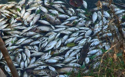 Cá chết trắng sông Châu Giang