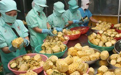 Xuất khẩu nông sản 2018 khả năng cán mốc 40 tỉ USD Xuất khẩu nông sản 2018 khả năng cán mốc 40 tỉ USD
