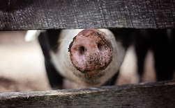 Chuyện lạ: Giá thịt lợn tăng cao là do xã hội đen cố tình lây bệnh, xẻ heo nhiễm dịch bán lại kiếm lời