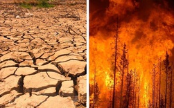Thế giới sẽ đối mặt với hàng loạt thảm họa nếu rừng Amazon cháy rụi: 90% bệnh tật không có thuốc chữa, 50% loài sinh vật bị tiêu diệt