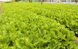 Đột nhập vùng trồng rau miền Tây tươi mướt như ở Đà Lạt cung cấp cho Bách Hóa Xanh Đột nhập vùng trồng rau miền Tây tươi mướt như ở Đà Lạt cung cấp cho Bách Hóa Xanh