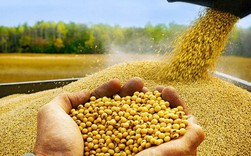 Đậu tương Mỹ chất đống không người mua khi Trung Quốc ngừng nhập khẩu Đậu tương Mỹ chất đống không người mua khi Trung Quốc ngừng nhập khẩu