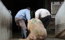 Trung Quốc báo tin đại hỷ, khủng hoảng thịt lợn vẫn nghiêm trọng: Cả thế giới không giúp nổi