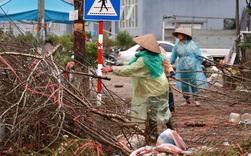 Hà Nội: Mưa gió chiều 30 Tết lại bị ép giá, người buôn đào quất quyết vặt trụi hoa quả và bỏ lại núi rác