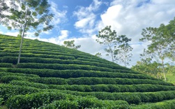 Thái Ninh Trà – thương hiệu trà Thái Nguyên truyền thống
