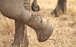 Cách bước ra khỏi vùng an toàn: Bài học từ chú voi 5 tấn bị trói bởi một sợi dây thừng nhỏ