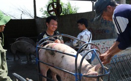 Giá lợn hơi giảm mạnh, xuất hiện mức 55.000 đồng/kg