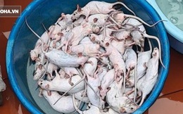 Chuột đồng vào mùa, người buôn thịt chuột ở làng ven đô Hà Nội "hốt bạc" từng ngày