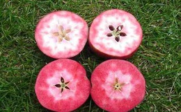 Pendragon: Loại táo vượt qua 14 'đối thủ' để được đánh giá bổ dưỡng nhất thế giới; ở VN có bán không?