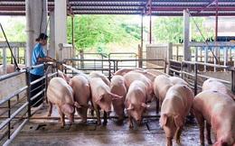 Giá thịt lợn hơi bất ngờ bật tăng