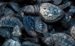 Cú lừa đỉnh cao: Khoa học chế trứng rùa giả để triệt phá một trong những loại tội phạm phổ biến và nguy hiểm nhất với thế giới động vật
