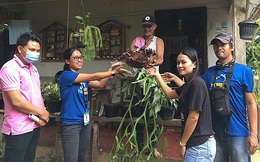 'Cơn sốt cây xanh' giữa mùa dịch ở Philippines