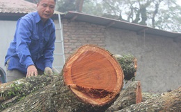 Gần hai năm, lô gỗ sưa ‘trăm tỷ’ ở Hà Nội nằm trong thùng container