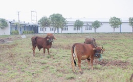 Bệnh viện 'trăm tỷ' thành nơi chăn bò