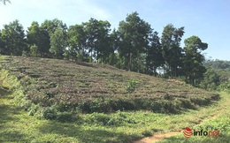 Người Hà Nội đua về các huyện vùng ven mua đất làm nhà vườn