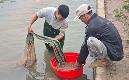 Nông dân Hải Phòng thấp thỏm lo rươi mất mùa