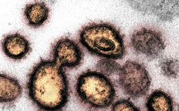 Biến chủng SARS-CoV-2 ở Ấn Độ đe dọa nỗ lực điều chế vaccine