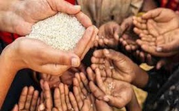Thị trường gạo từ Châu Á tới Châu Phi căng thẳng do chuỗi cung ứng bị gián đoạn vì Covid-19