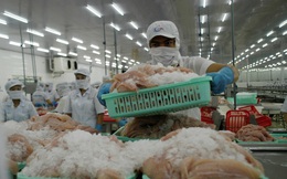 Mỹ giảm thuế chống bán phá giá cho cá tra Việt Nam