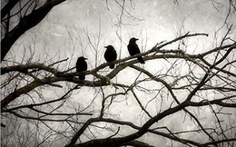 Quạ bố hỏi quạ con,"Thứ gì đáng sợ nhất trên đời?" và 3 đáp án khiến nhiều người phải suy ngẫm