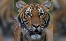Mỹ: Hổ trong sở thú tại TP New York nhiễm Covid-19