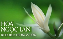 Trồng một cây hoa ngọc lan: Thơm - ngon - đẹp - Thật xứng danh là một "kho báu" trong vườn