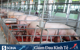 Nhà máy giết mổ và pha lóc thịt lợn 450 tỷ đồng của C.P Việt Nam