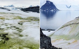 Nam Cực tuyết trắng bỗng nhiên bị phủ xanh, nhưng lý do lần này không hẳn đã thuộc về con người