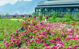 Việt Nam vừa có một thung lũng hoa hồng rộng 50.000 m2 được trao kỷ lục quốc gia, lại có thêm nơi để check-in hè này rồi!