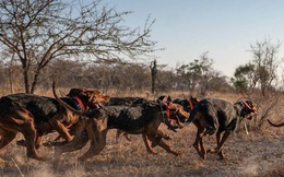 Chó được huấn luyện để bảo vệ động vật hoang dã đã cứu được 45 con tê giác khỏi những kẻ săn trộm