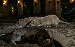 Mỹ: CDC cảnh báo chuột "bất thường, hung dữ" do thiếu ăn trong dịch Covid-19