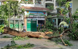 Xót xa hoàn cảnh nam sinh lớp 6 tử vong do bị cây phượng đè: Gia đình thuộc hộ cận nghèo của quận, mẹ mới sinh em được 3 ngày