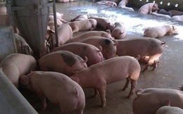 Sau 1 tháng giảm giá, doanh nghiệp tăng giá lợn hơi phá vỡ cam kết với Chính phủ