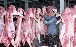Giá thịt lợn hơi leo thang phi mã: Lần đầu tiên Bộ NN&PTNT cho nhập khẩu lợn sống