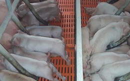 Thịt lợn hơi tăng trở lại, vượt qua ngưỡng 100.000 đồng/kg