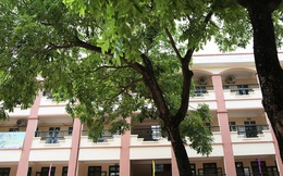 Sau nỗi kinh hoàng “cây đổ trong trường học”: Các trường quản lý cây xanh ra sao?