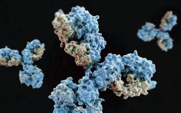 Phát hiện kháng thể có khả năng vô hiệu hóa virus SARS-CoV-2
