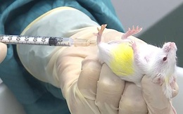 Kết quả thử nghiệm vắc xin Covid-19 trên chuột của Việt Nam sau 10 ngày ra sao?