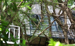 Ngay Hà Nội có một căn nhà cheo leo trên đỉnh ngọn cây của người họa sĩ 61 tuổi: Gần 20 năm trồng và đợi cây lớn