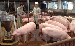 Nông dân không có phần trong lãi khủng của doanh nghiệp kinh doanh lợn